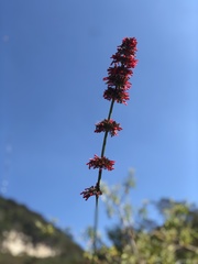 Russelia verticillata