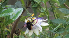 Xylocopa augusti