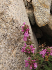 Stachys pannosa