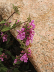 Stachys pannosa