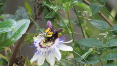 Xylocopa augusti