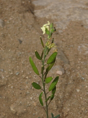 Mathewsia foliosa