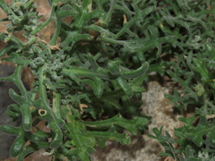 Mathewsia foliosa