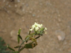 Mathewsia foliosa