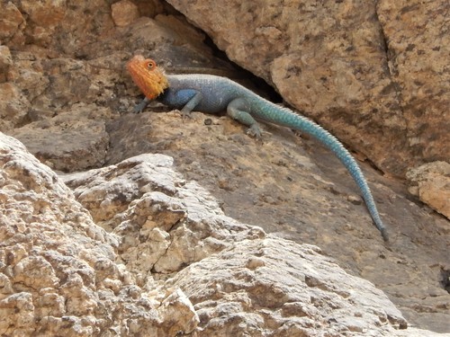 Spiny Agama