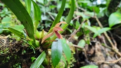 Maxillaria meleagris