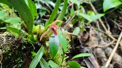 Maxillaria meleagris
