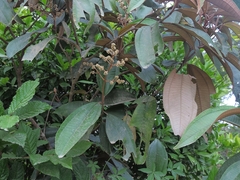 Miconia cinerascens