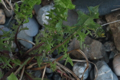 Taraxacum pectinatiforme
