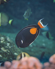 Acanthurus achilles