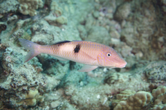 Parupeneus pleurostigma