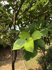 Neonauclea reticulata