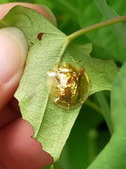 Aspidimorpha sanctaecrucis