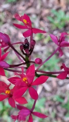 Epidendrum radicans