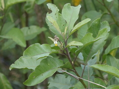 Solanum donianum