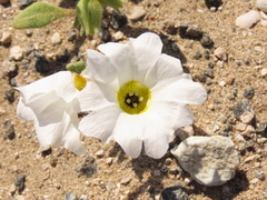 Nolana baccata