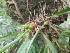 Maxillaria meleagris