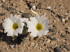 Nolana baccata