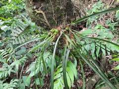 Maxillaria meleagris