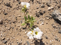 Nolana baccata