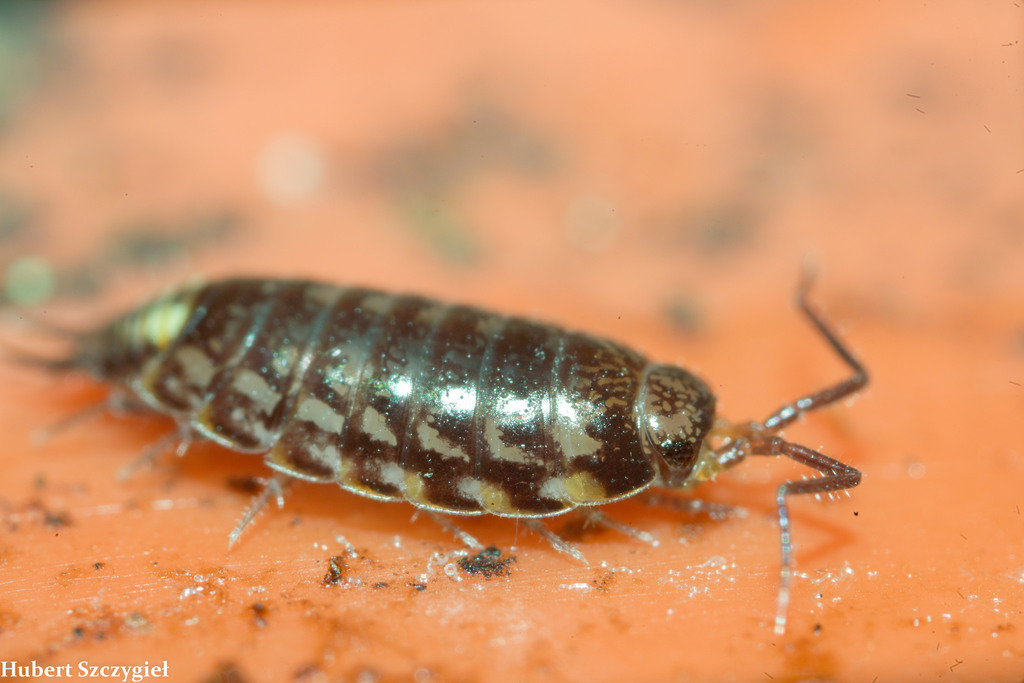 Society Fast Woodlouse