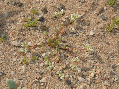 Microphyes litoralis