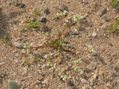 Microphyes litoralis