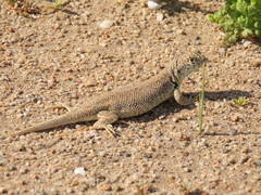 Liolaemus nigromaculatus