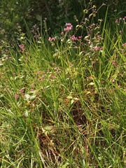 Alternanthera porrigens