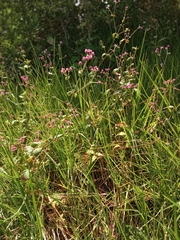 Alternanthera porrigens