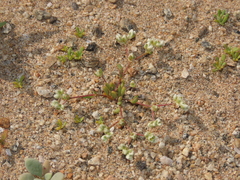 Microphyes litoralis