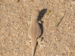 Liolaemus nigromaculatus