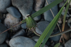 Taraxacum pectinatiforme