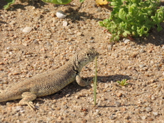 Liolaemus nigromaculatus
