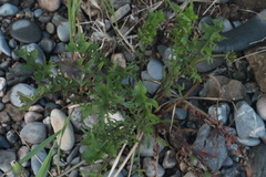 Taraxacum pectinatiforme