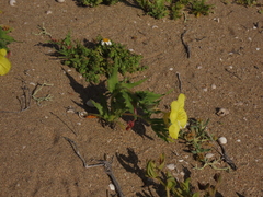 Oenothera coquimbensis