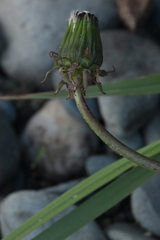 Taraxacum pectinatiforme