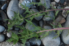 Taraxacum pectinatiforme