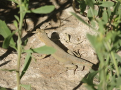 Microlophus theresioides