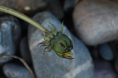 Taraxacum pectinatiforme