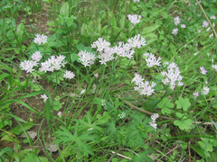 Allium drummondii
