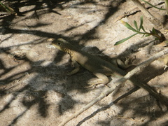Microlophus theresioides