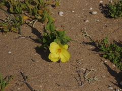Oenothera coquimbensis