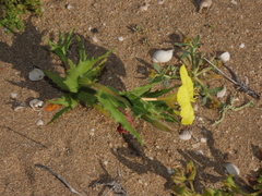 Oenothera coquimbensis