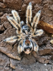 Phrixotrichus scrofa