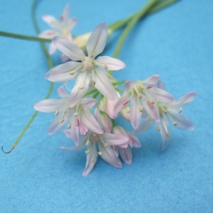 Allium drummondii