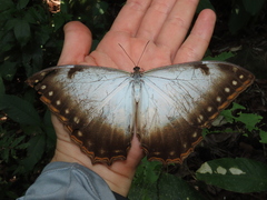 Morpho theseus