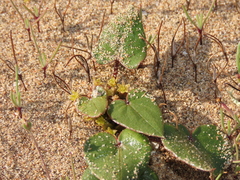 Dioscorea fastigiata