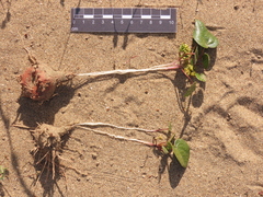 Dioscorea fastigiata