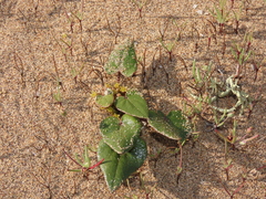 Dioscorea fastigiata